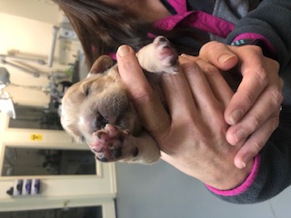 Puppy patient